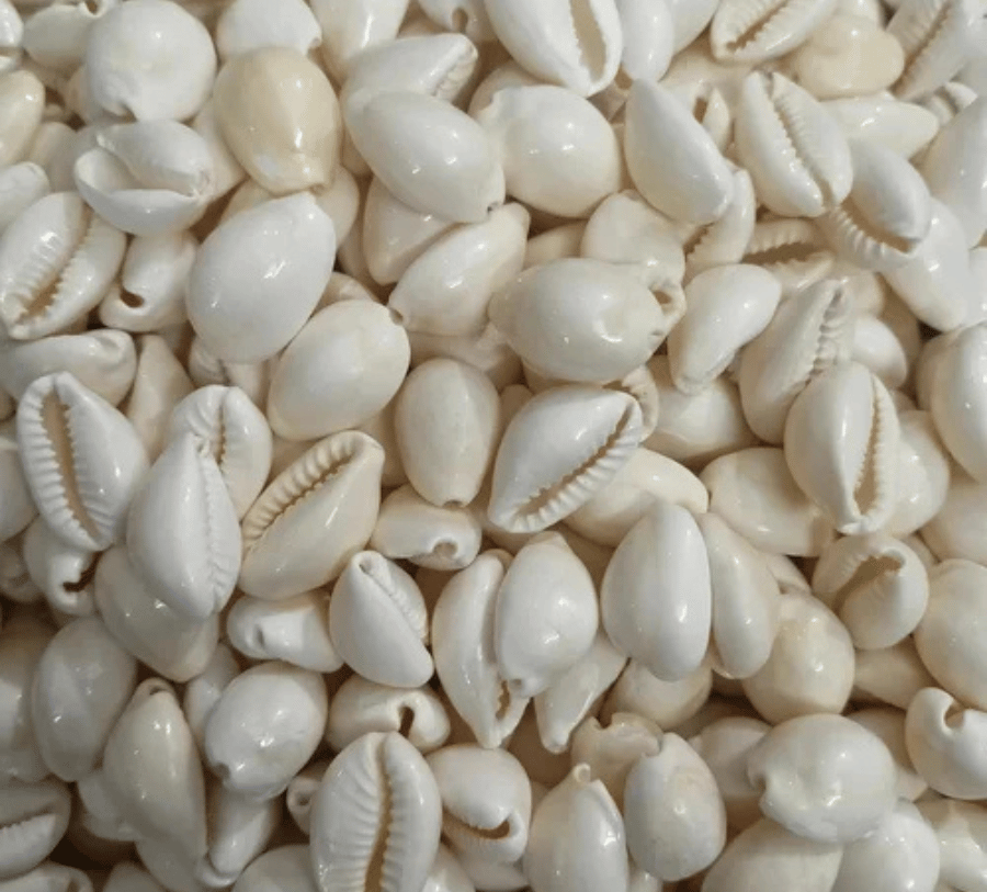 White Kauri Kodi Seashell